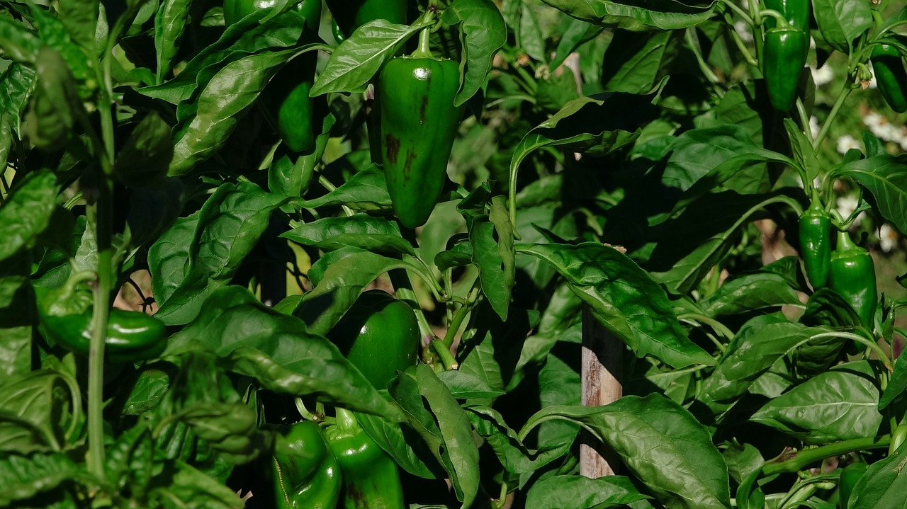 peppers  green  branch free photo