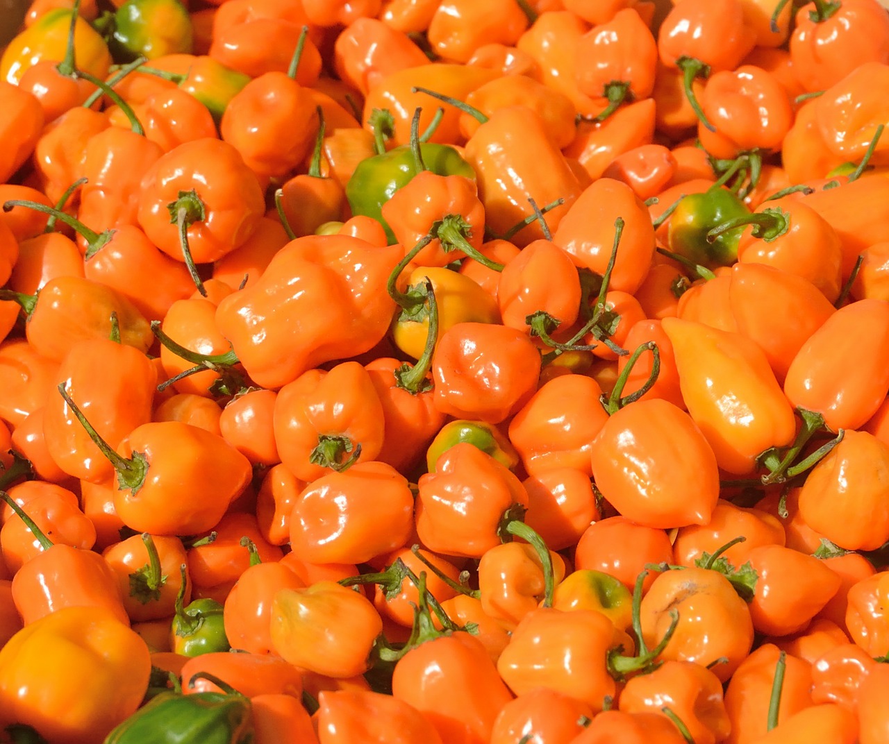 peppers vegetable agriculture free photo