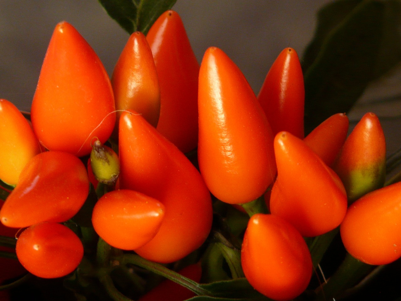 peppers pods orange free photo