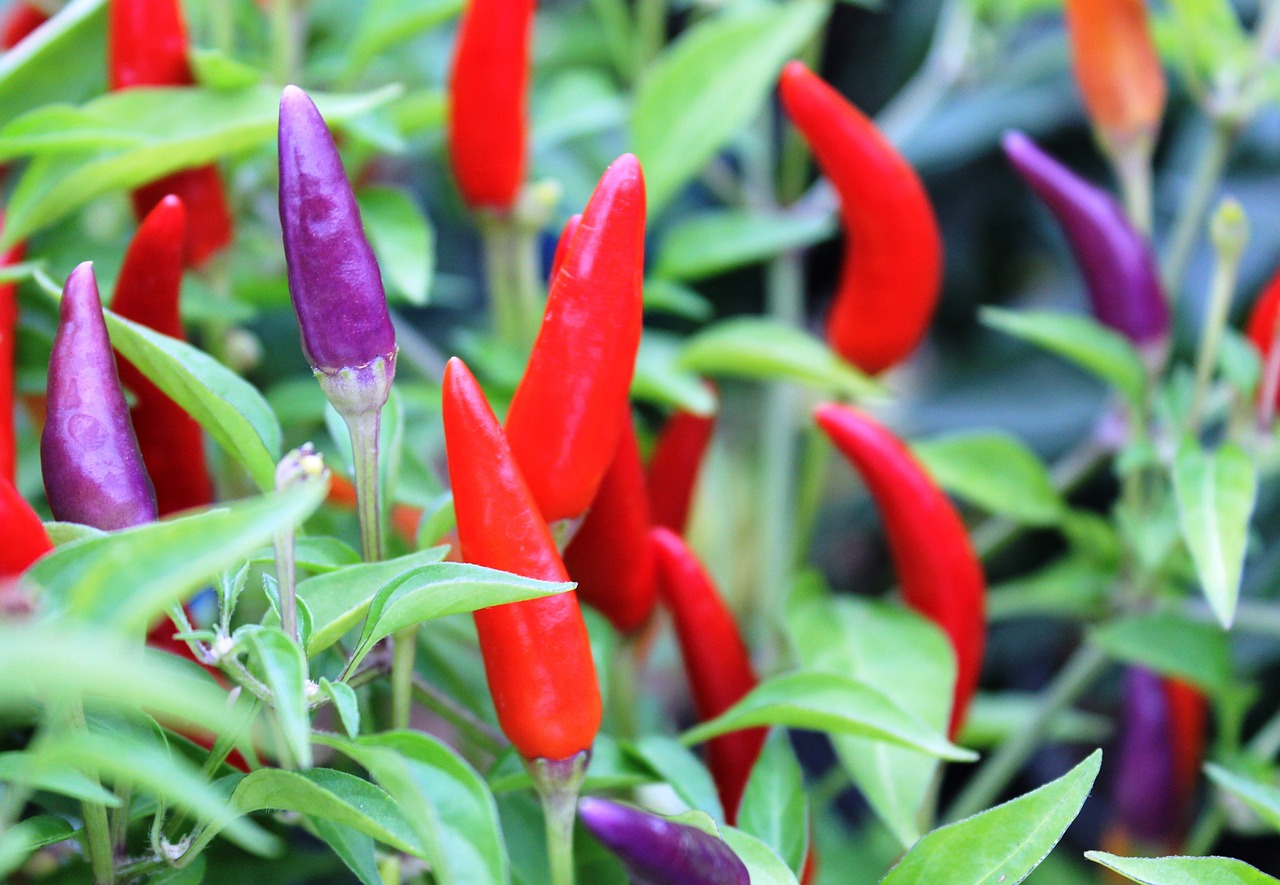 peppers red purple free photo