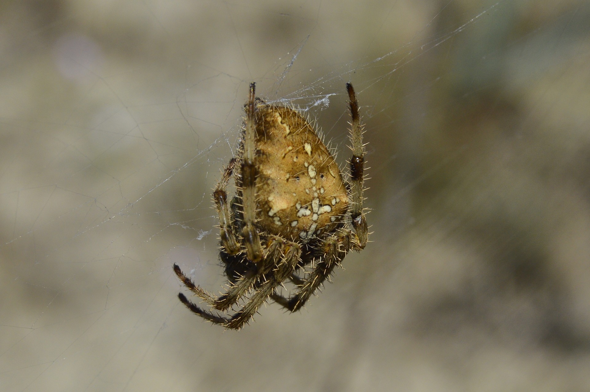 spider macro small hairy spider free photo