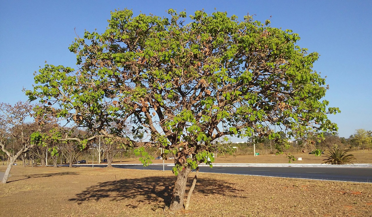pequi cerrado tree free photo