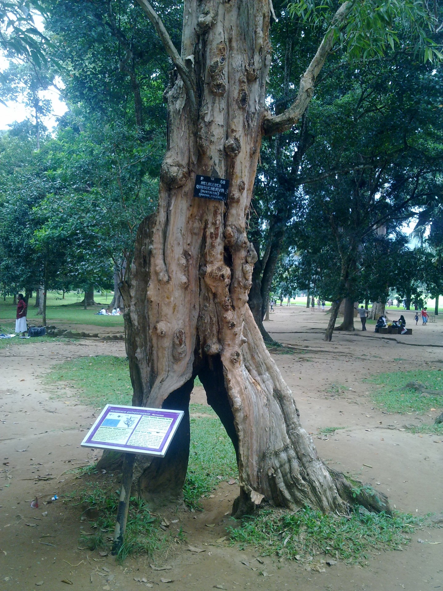 peratheniya garden peratheniya garden nice tree free photo