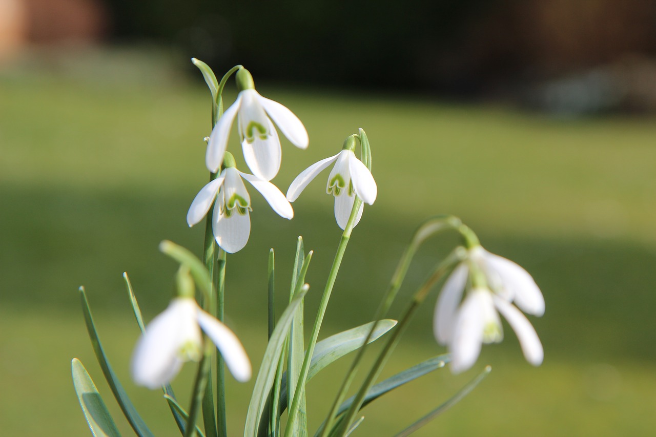 perce-neige  spring  flowers free photo