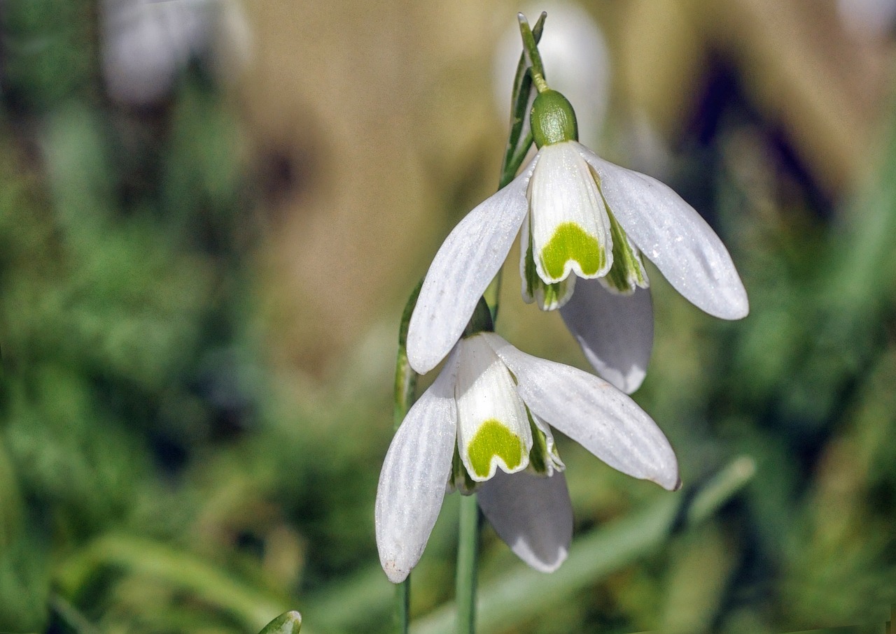 perce-neige galanthus nivalis flower free photo