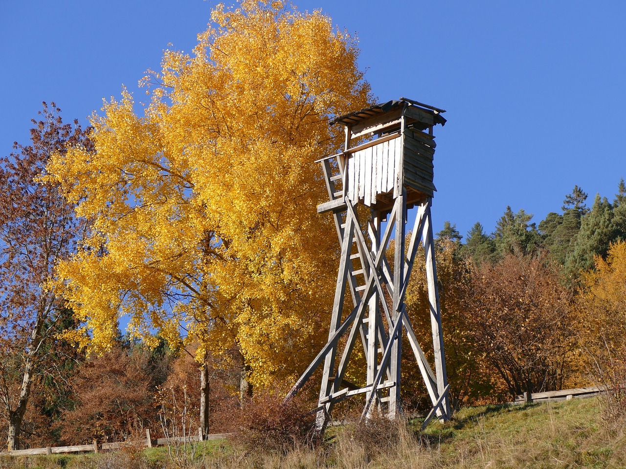 perch autumn hunting free photo