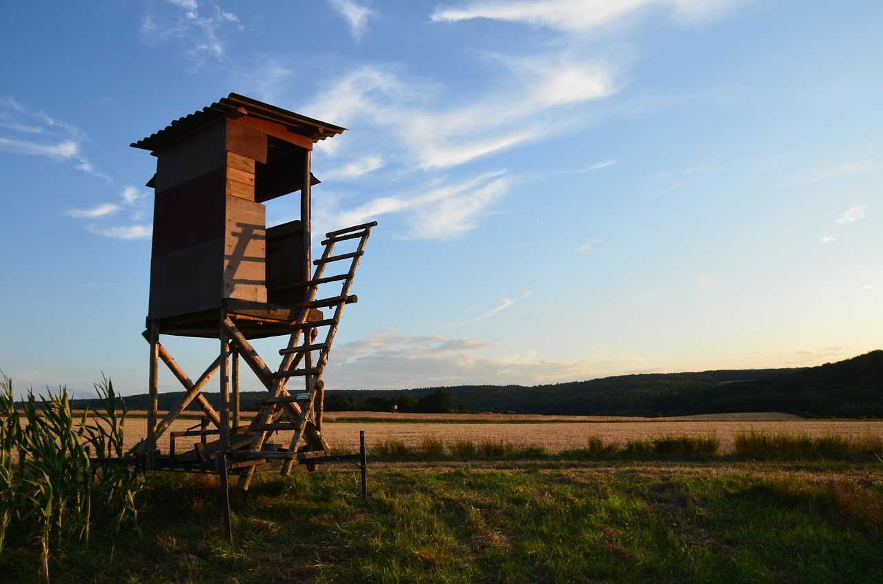 perch forester chair forester free photo