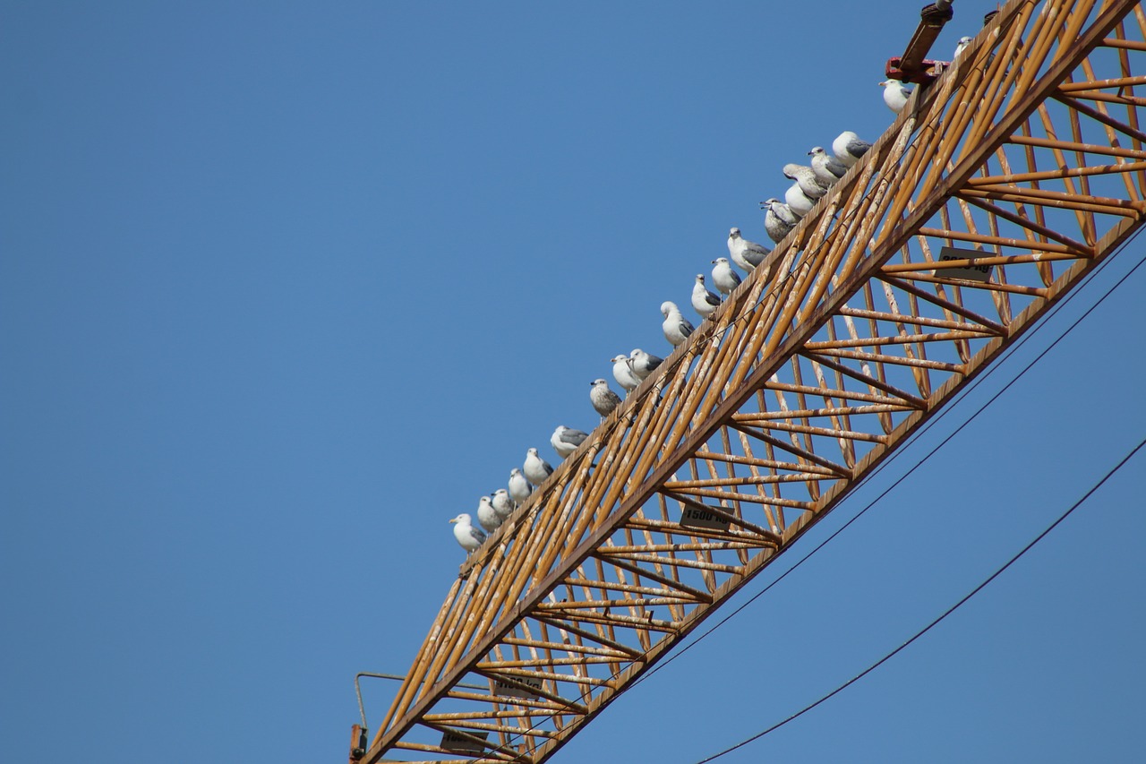 crane works seagulls free photo