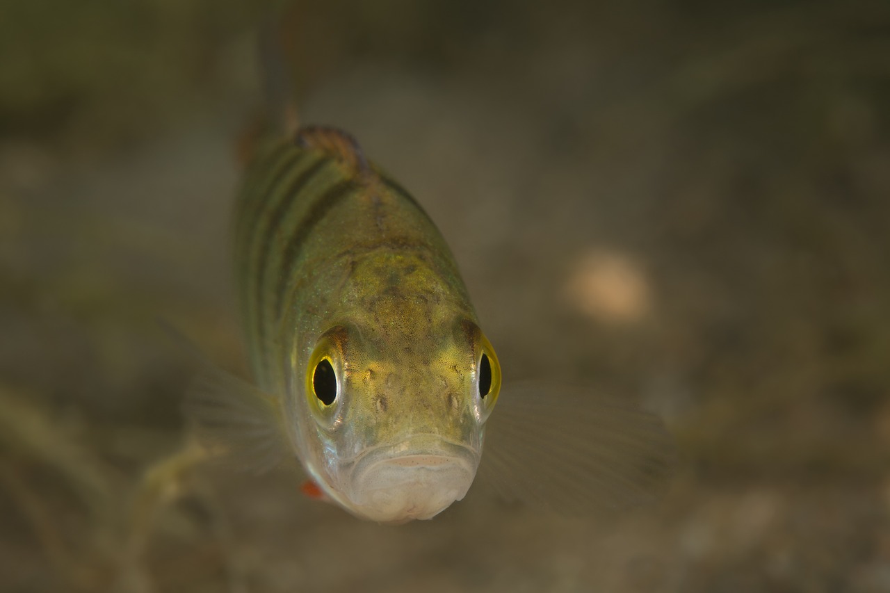 perch fish freshwater fish free photo