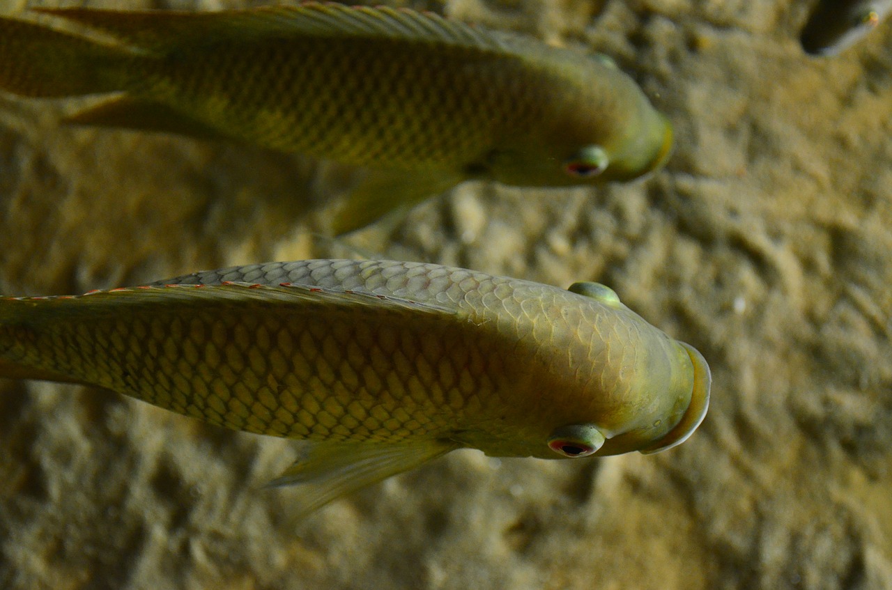perch cichlid fish free photo