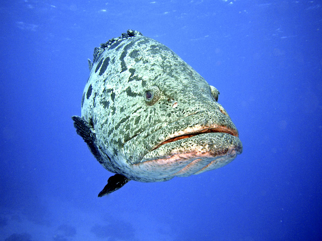 perch diving underwater free photo