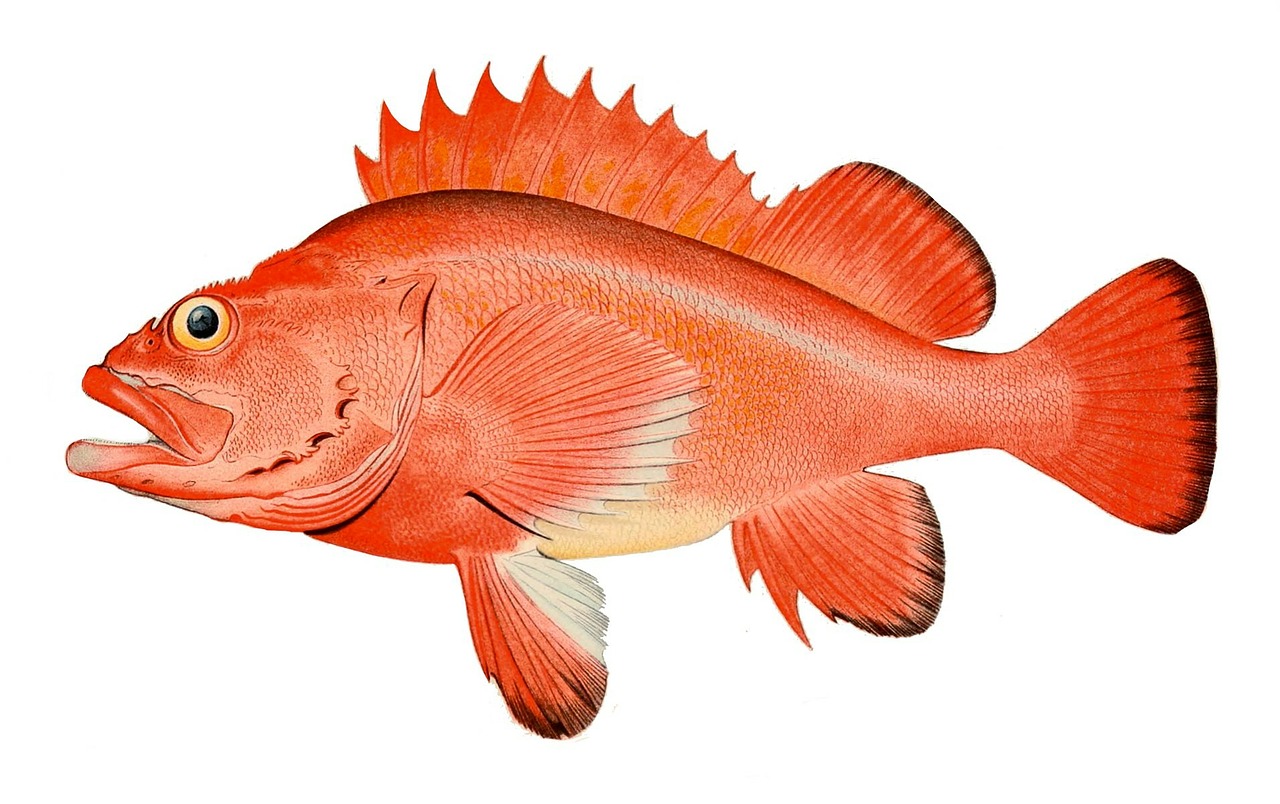 perch redfish sebastes marinus free photo