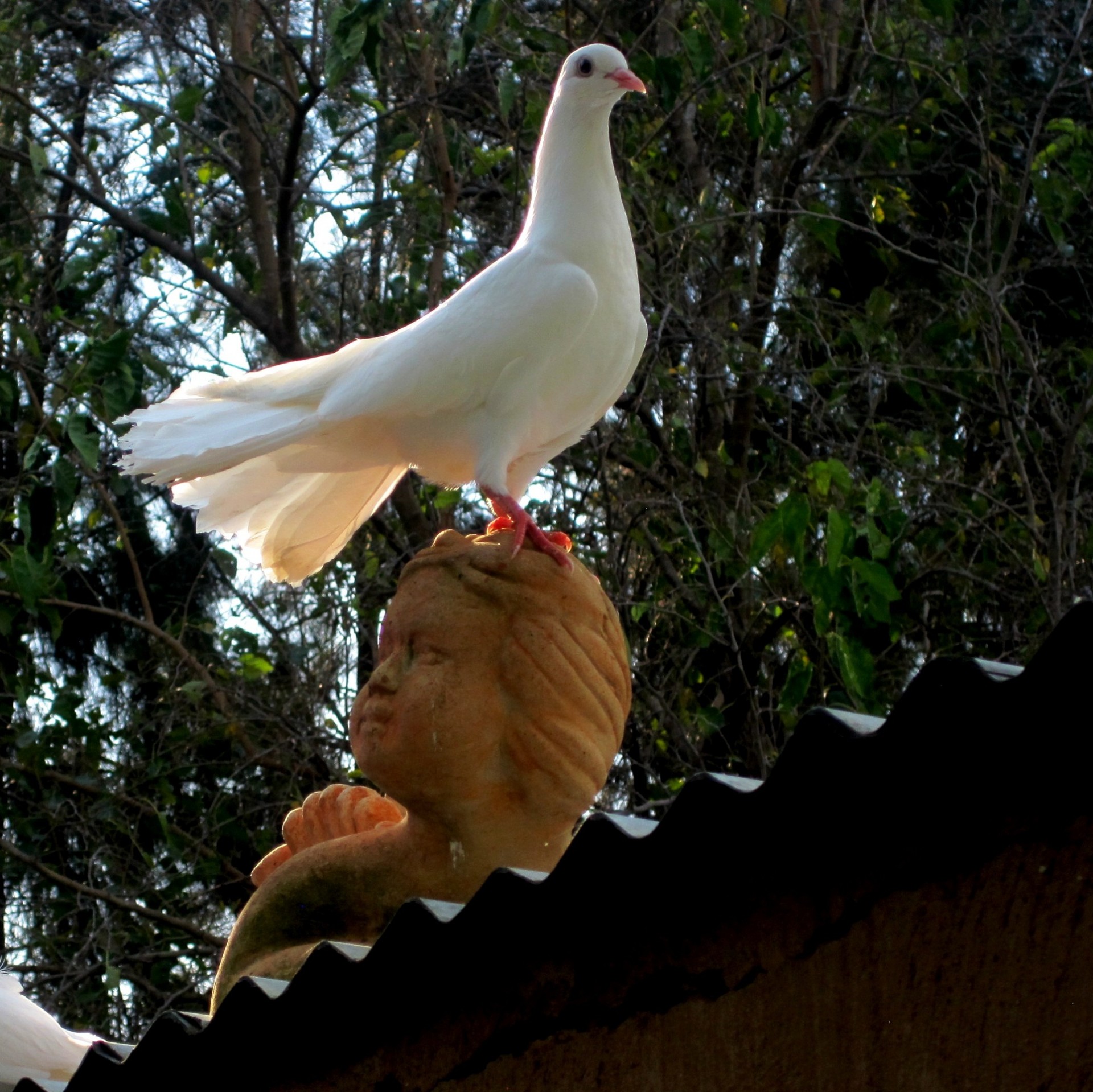 bird white dove free photo