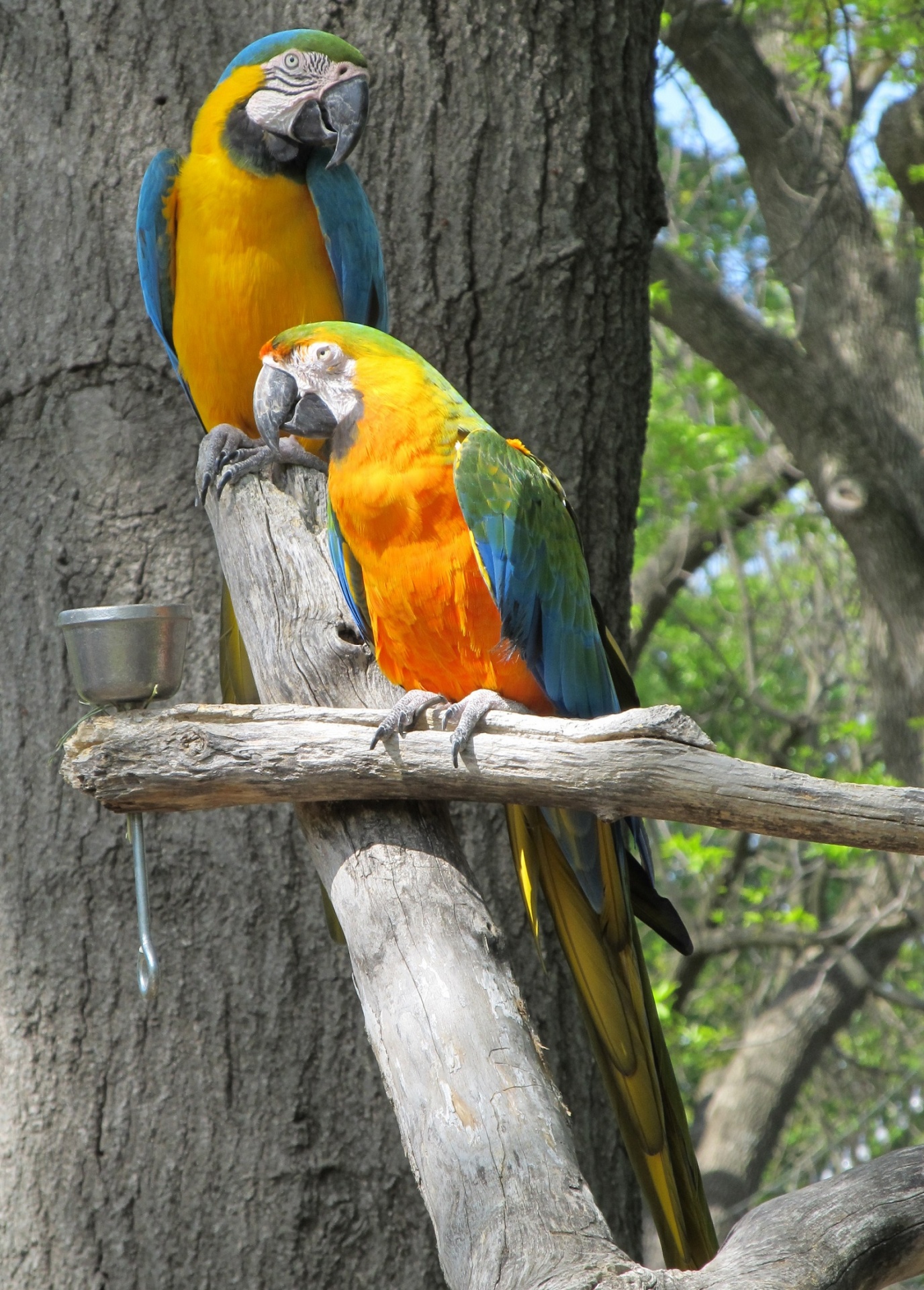 macaw birds parrots free photo