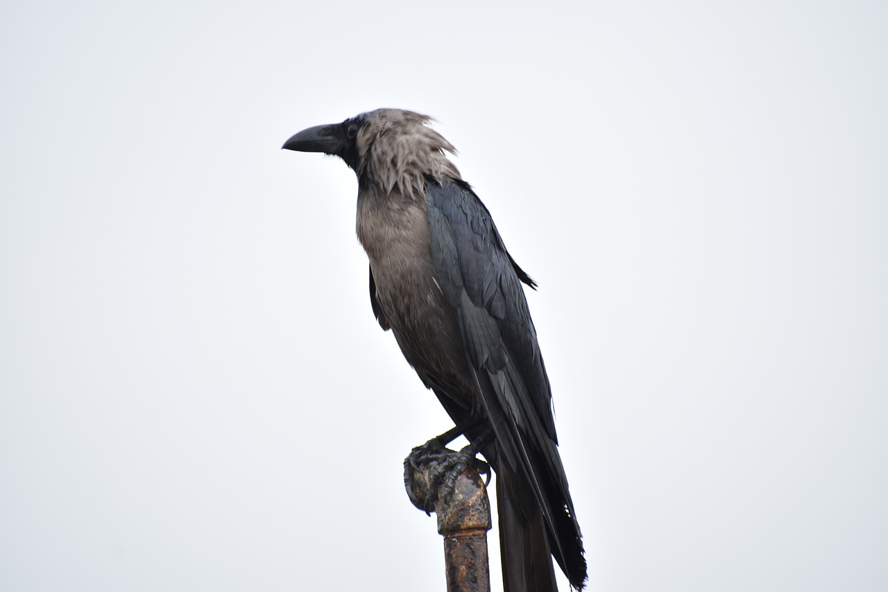 perching bird crow greynecked free photo