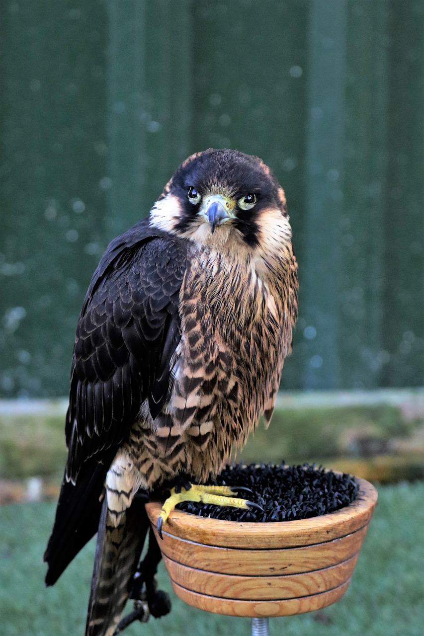 peregrine falcon bird free photo