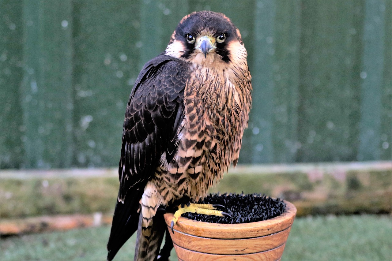 peregrine falcon fast free photo