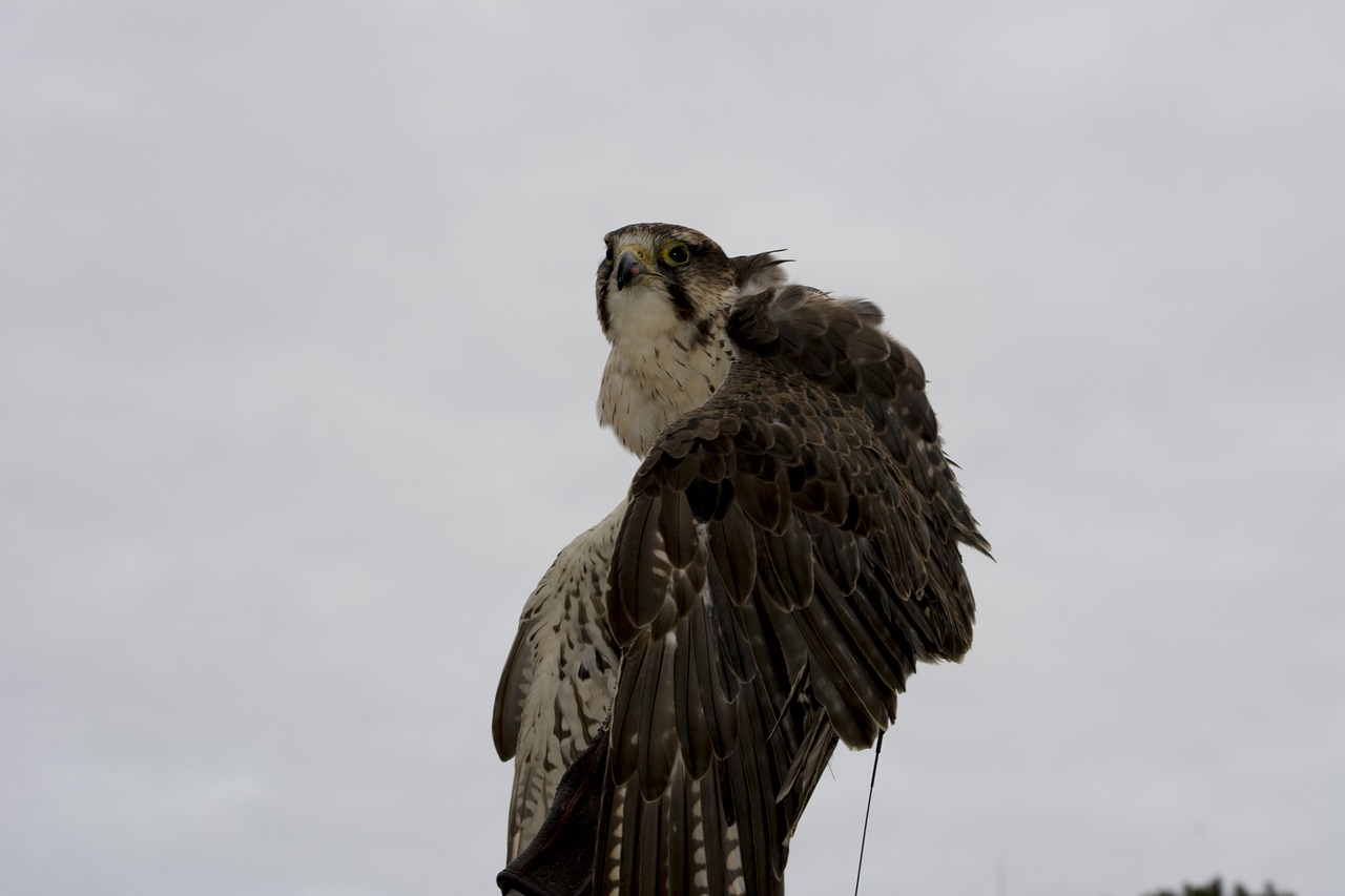 peregrine falcon bird of prey free photo