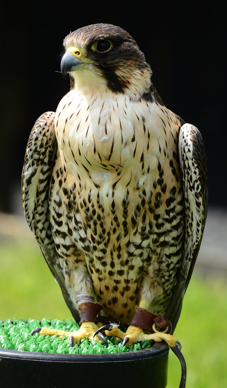 peregrine  falcon  raptor free photo