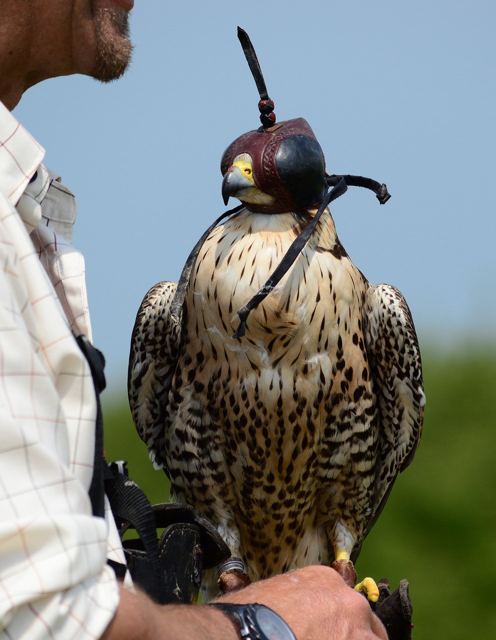 peregrine  falcon  raptor free photo