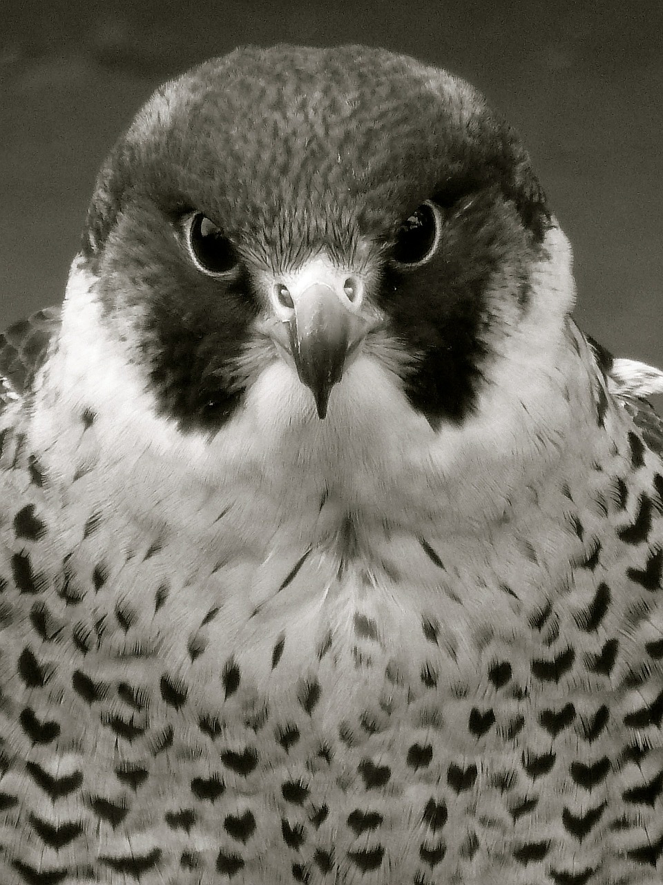 peregrine raptor falcon free photo