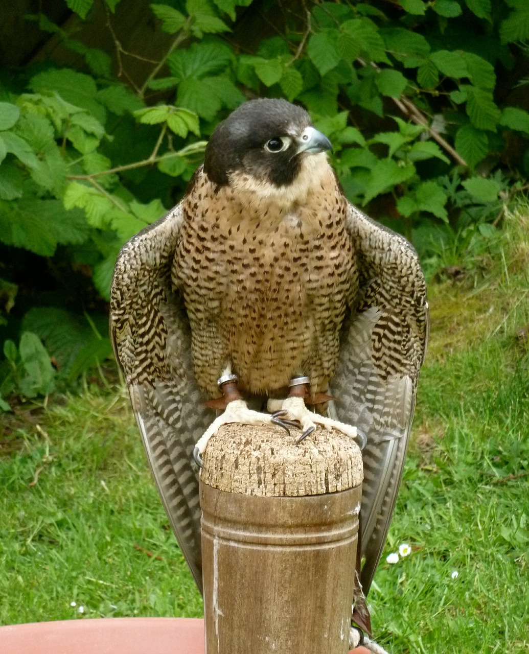 peregrine falcon raptor free photo