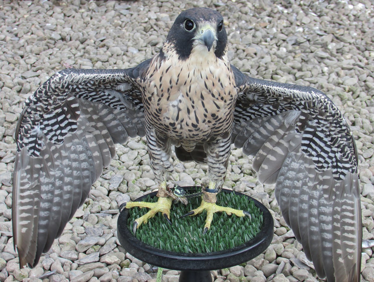 peregrine falcon bird free photo