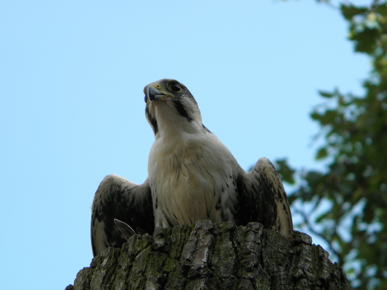 peregrine falcon falcon raptor free photo