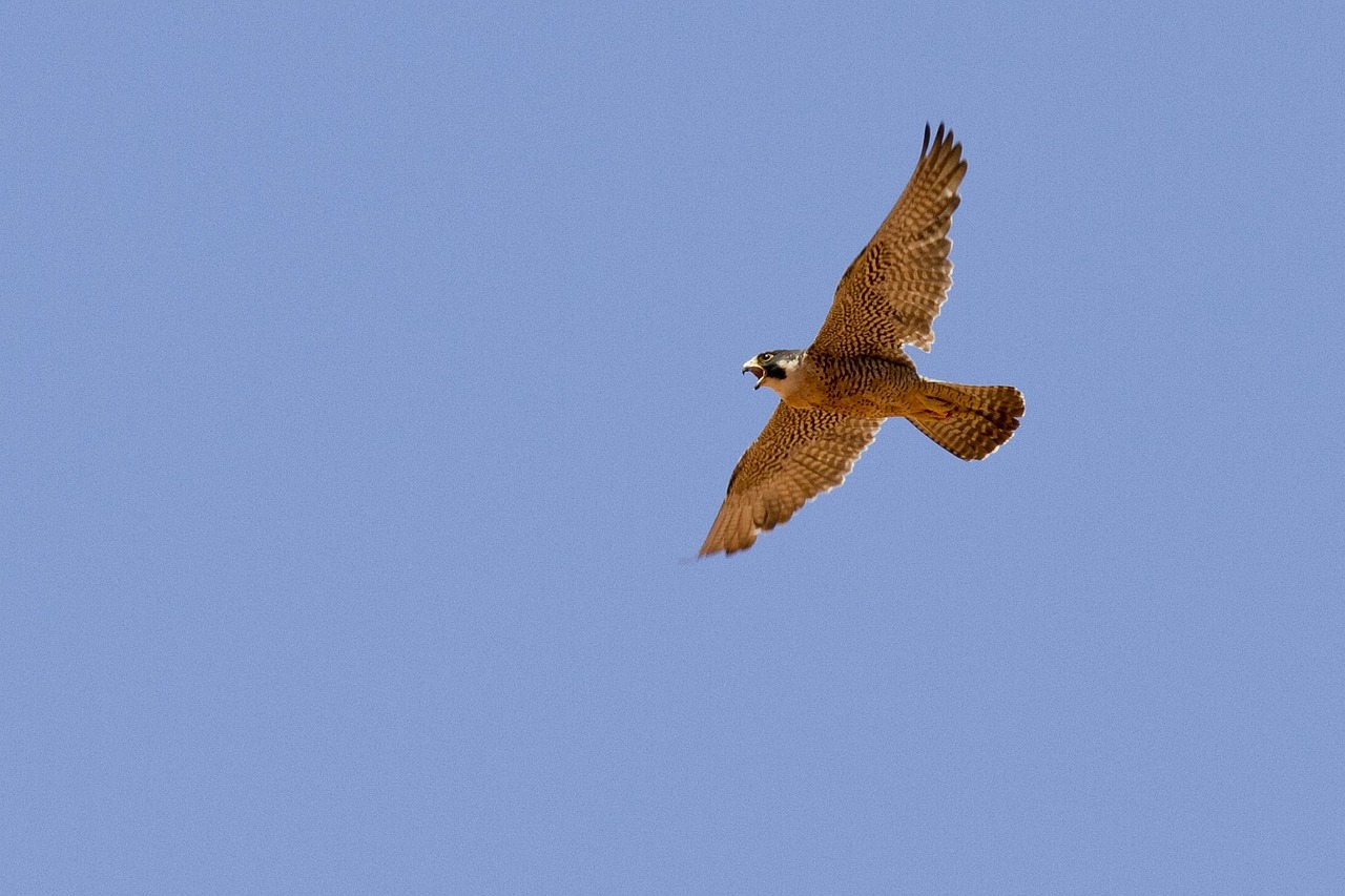 peregrine falcon falcon flying free photo