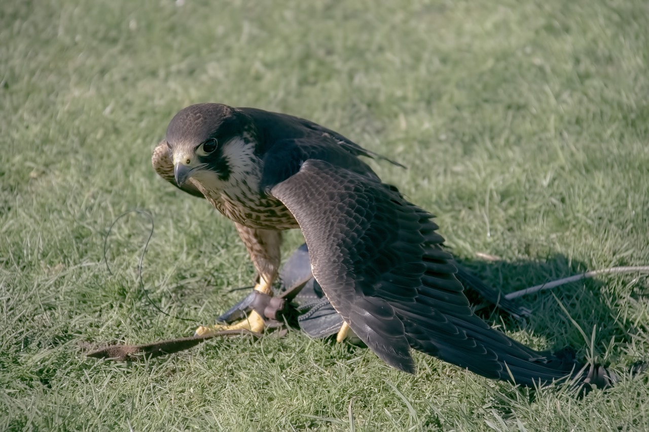 peregrine falcon falconry peregrine free photo