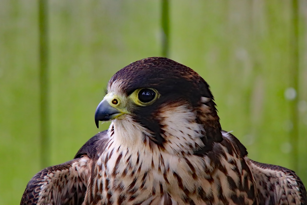 peregrine falcon falcon fast bird free photo