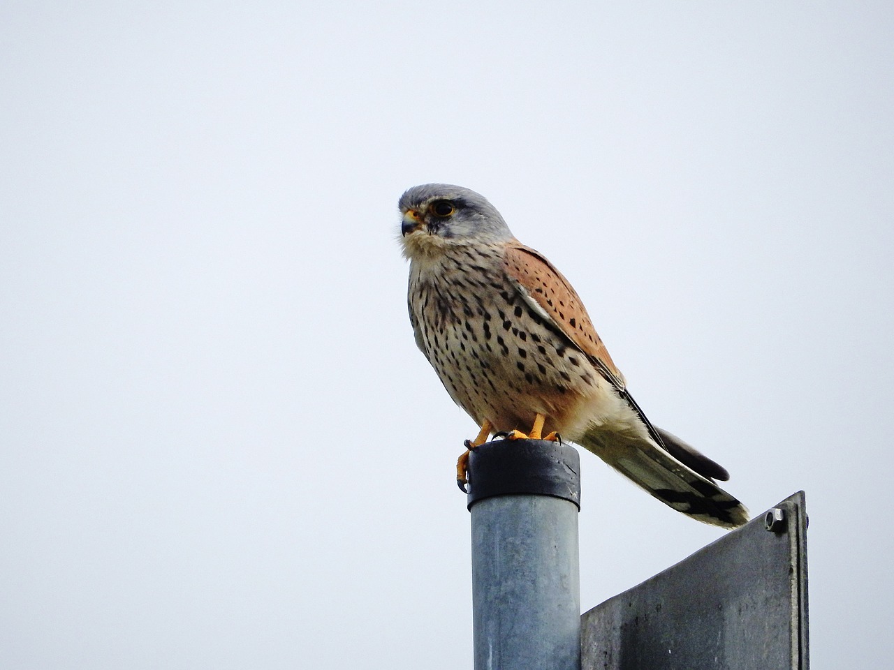 peregrine falcon elbe bird free photo