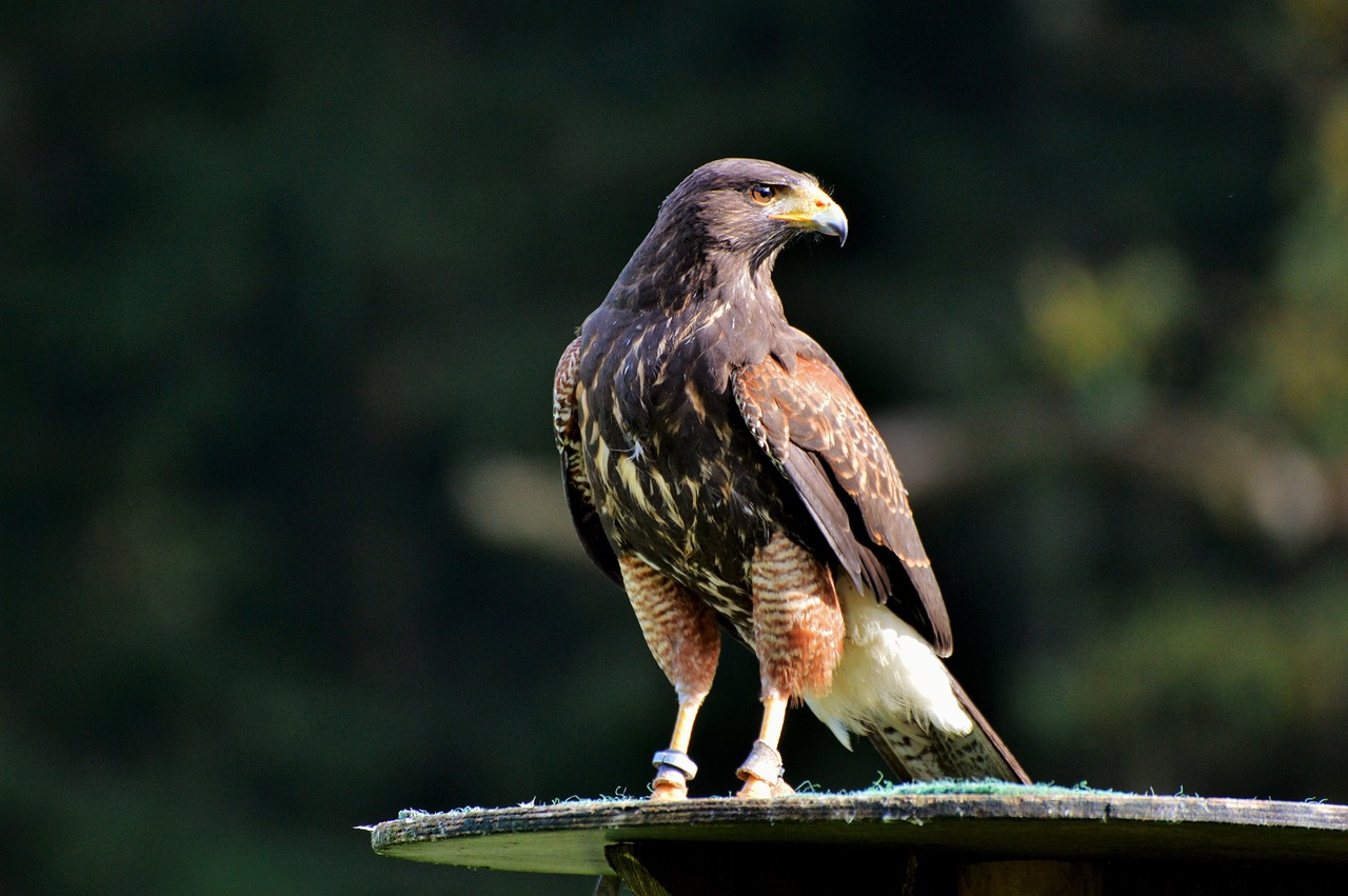 peregrine falcon falcon bird of prey free photo