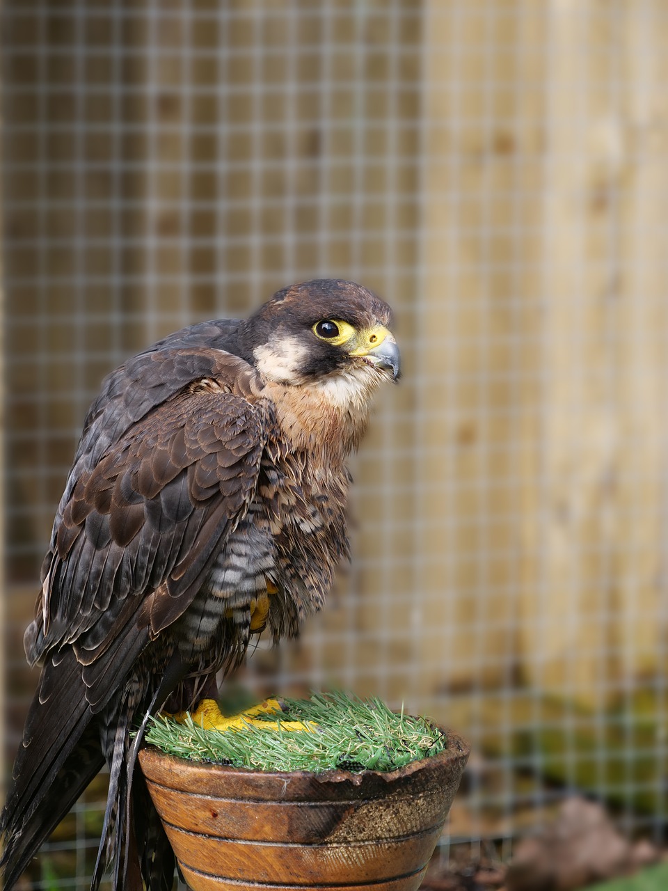 peregrine falcon  falcon  bird free photo