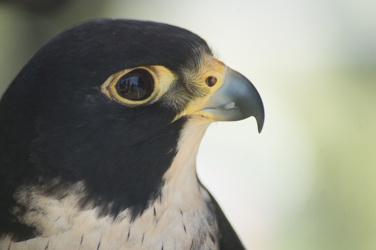 peregrine falcon  falcon  bird free photo