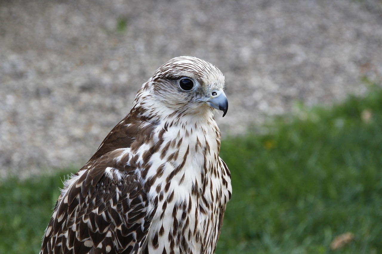 peregrine falcon  bird  falcon free photo