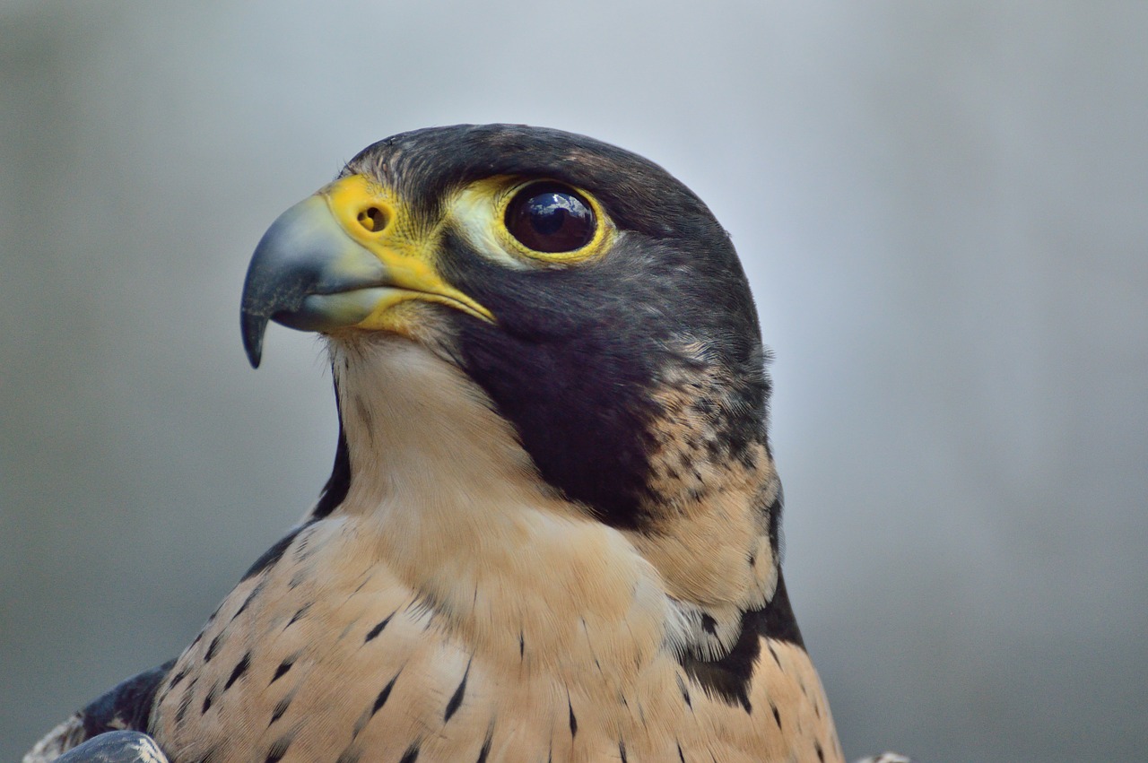 peregrine falcon predator raptor free photo