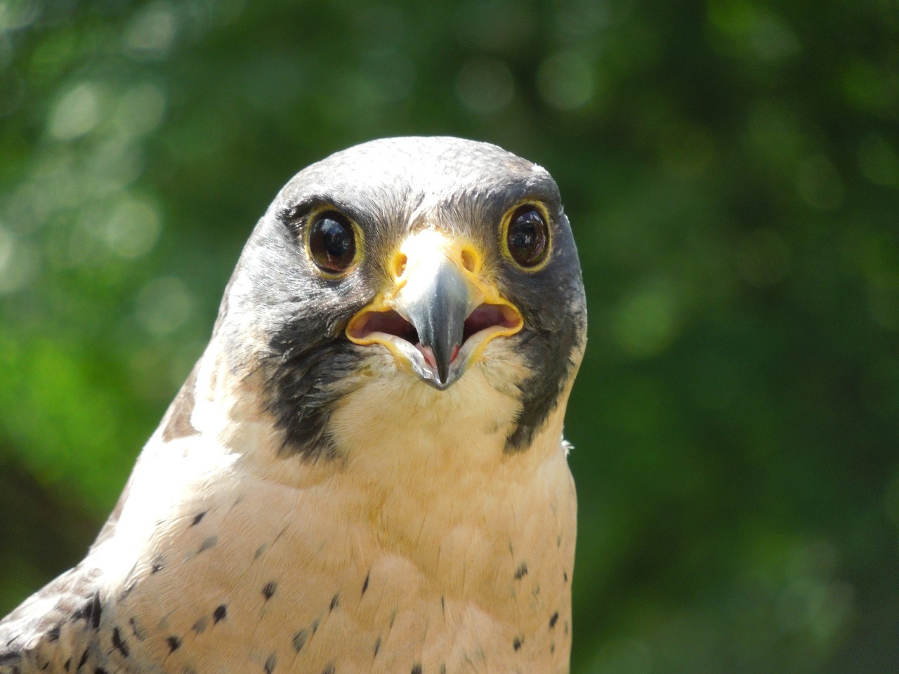 peregrine falcon raptor nature free photo