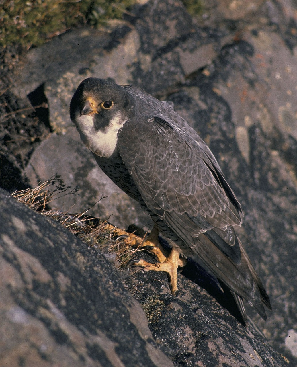 peregrine falcon falcon nest free photo