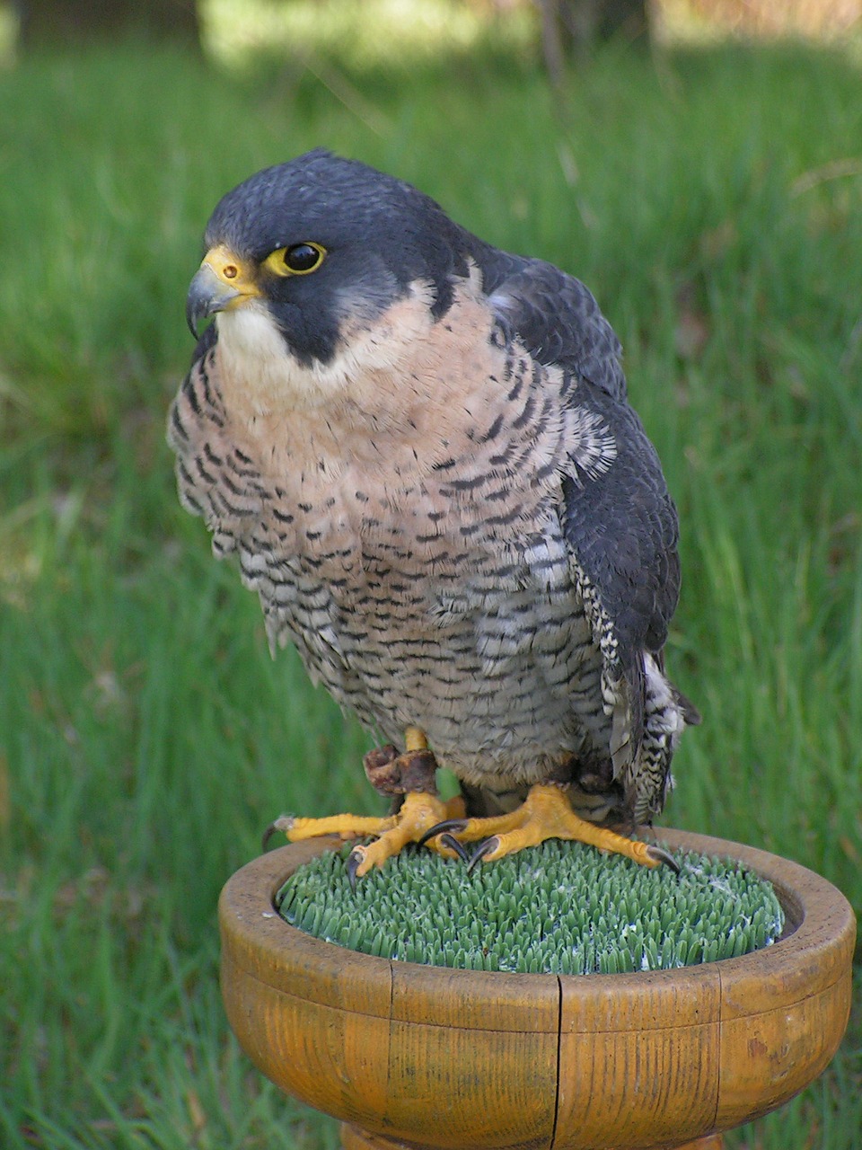 peregrine falcon falco peregrinus falcon free photo