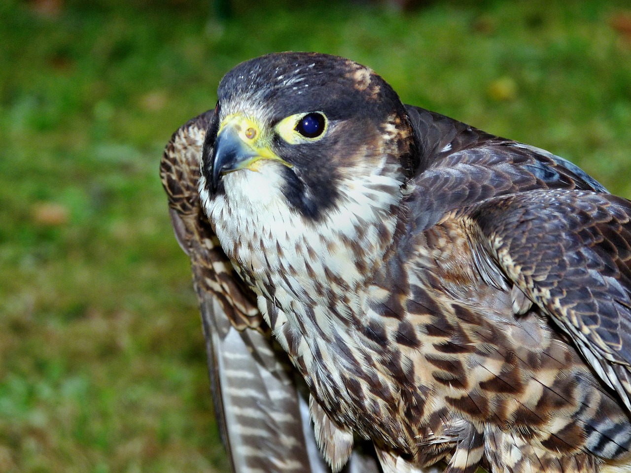 peregrine falcon animal birds free photo