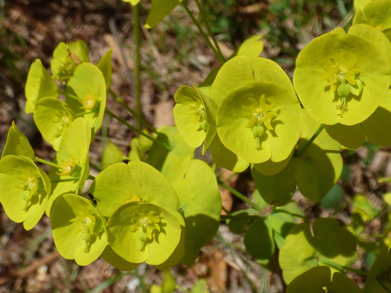 perennial flower wood spurge free photo