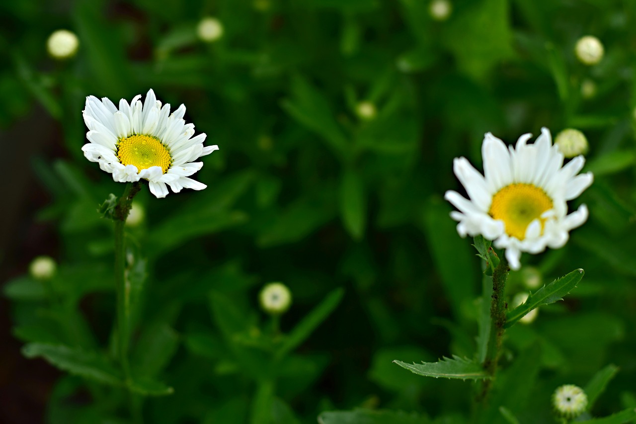 perennial  flower  summer flower free photo