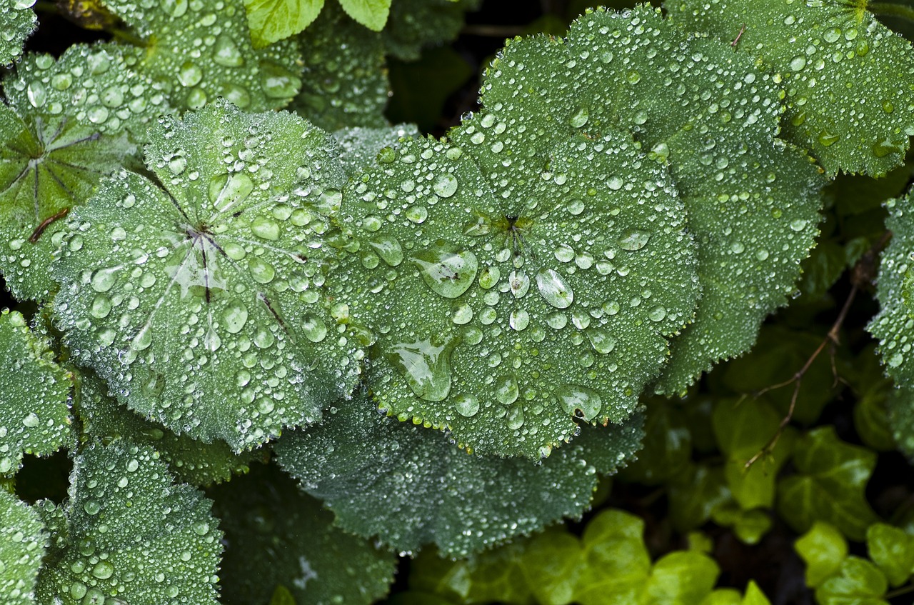 perennial plant frauenmantel rain free photo