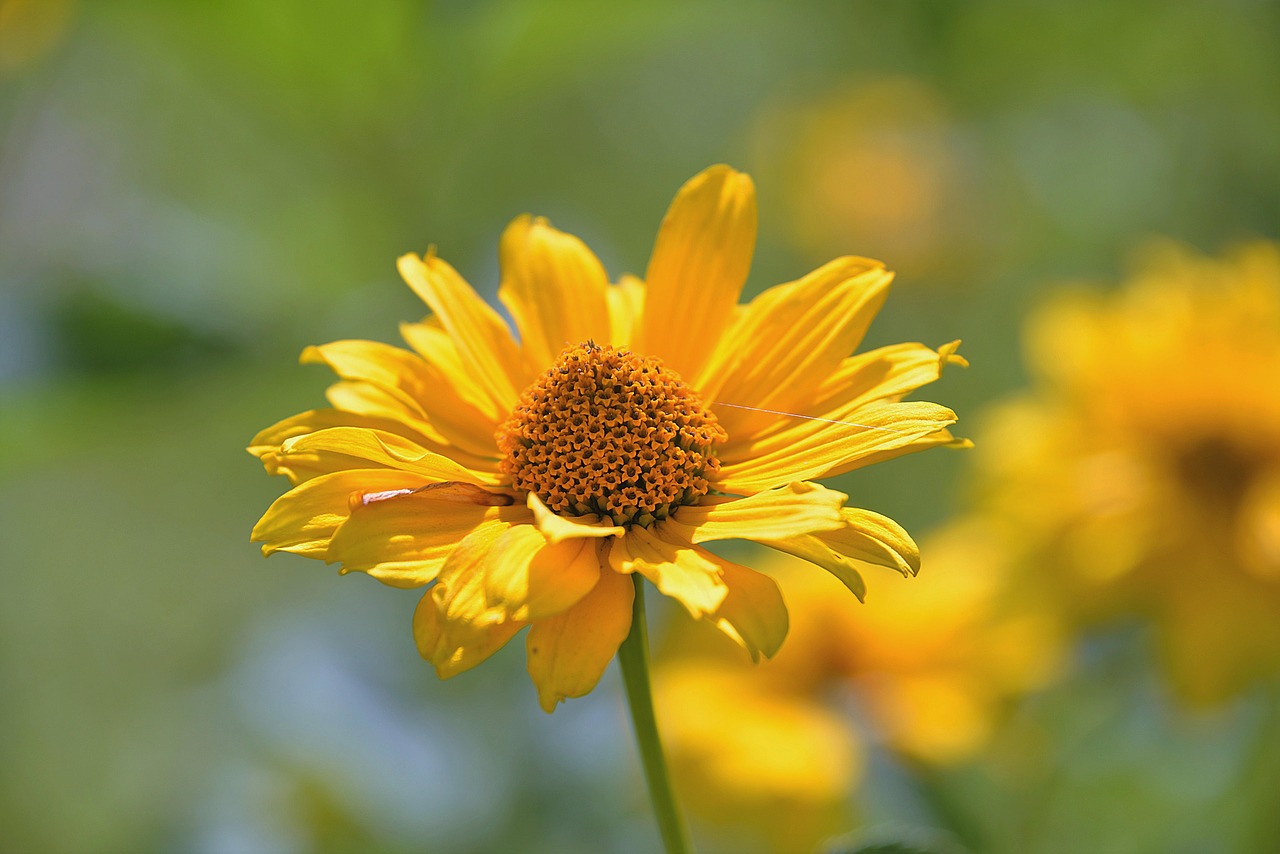 perennial sunflower composites blossom free photo