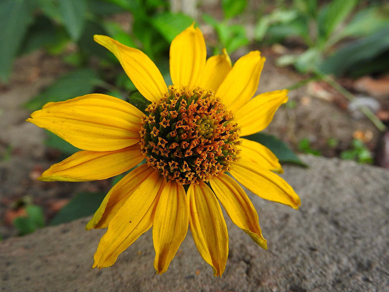 perennial sunflower yellow flower flower free photo