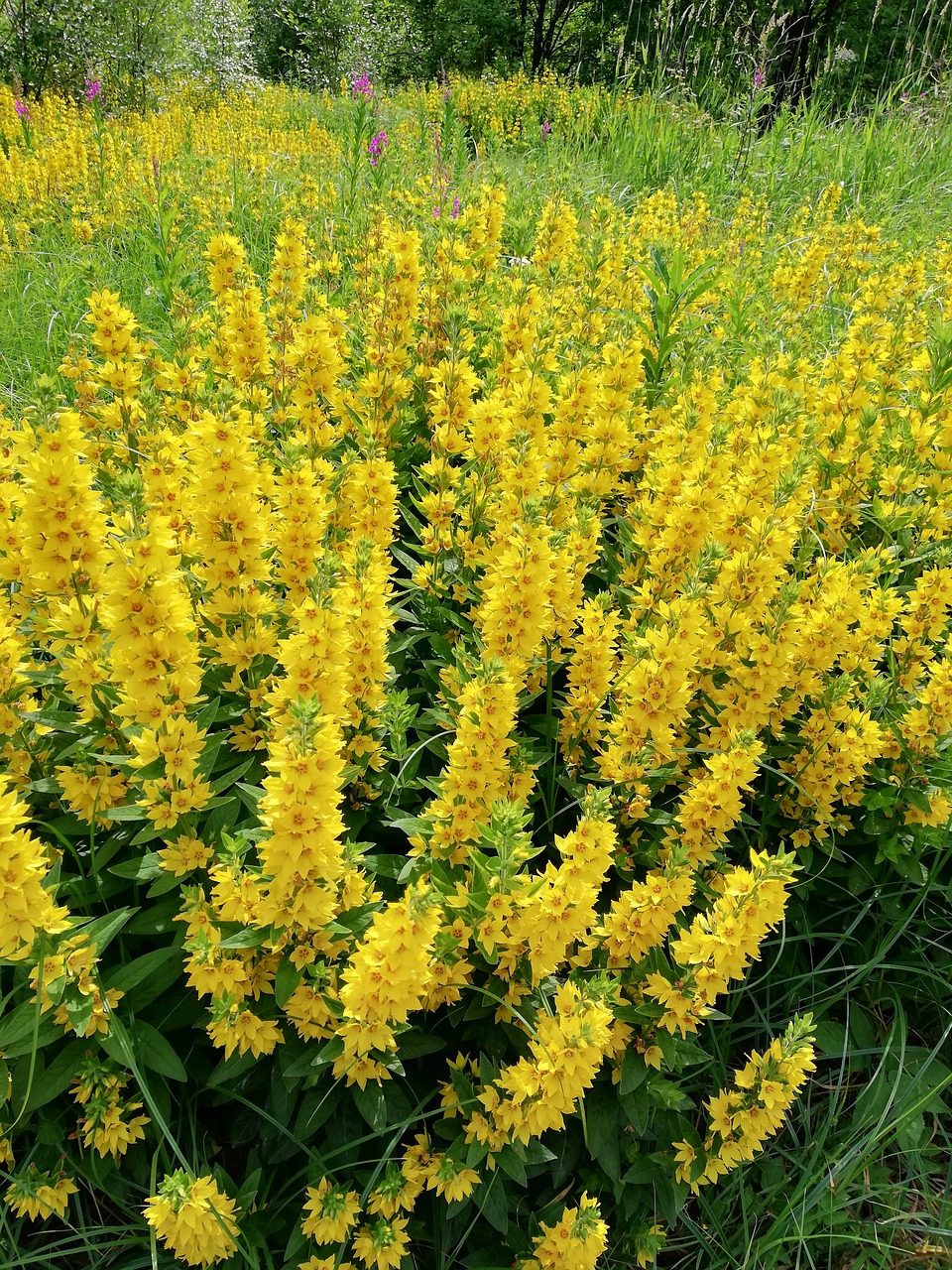 perennials  yellow  field free photo