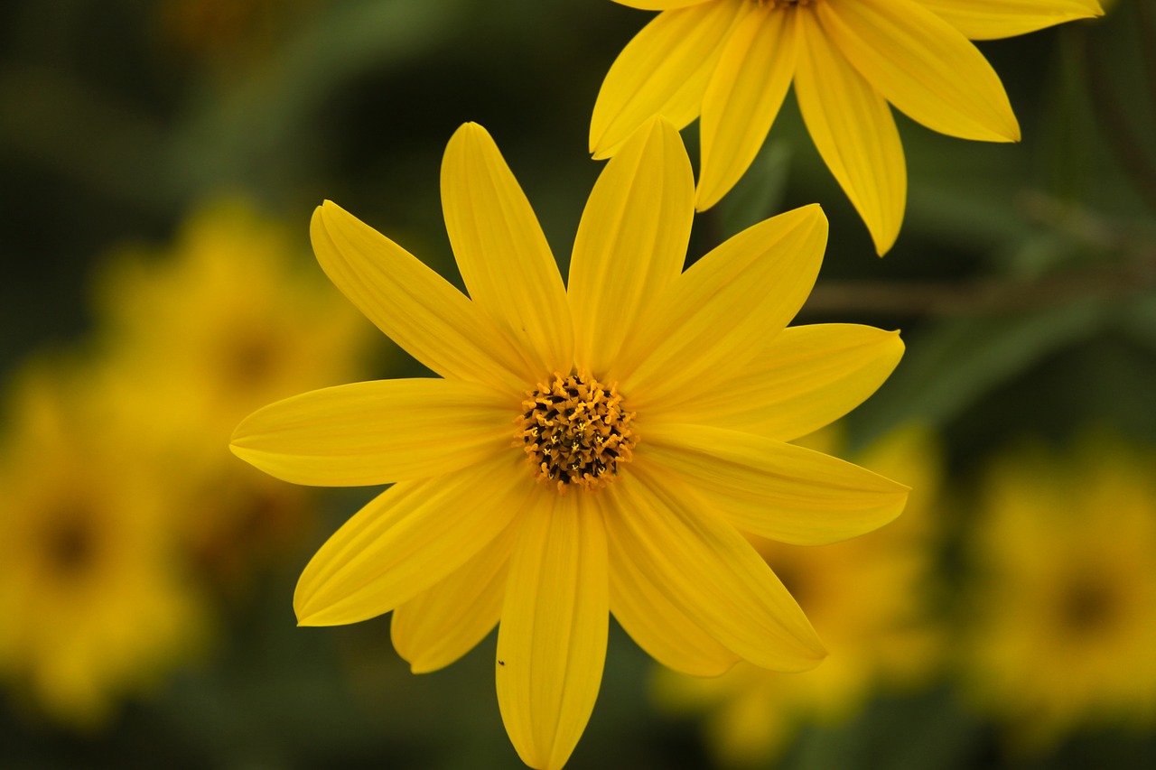perennials-sun flower  sunflower  helianthus occidentalis free photo