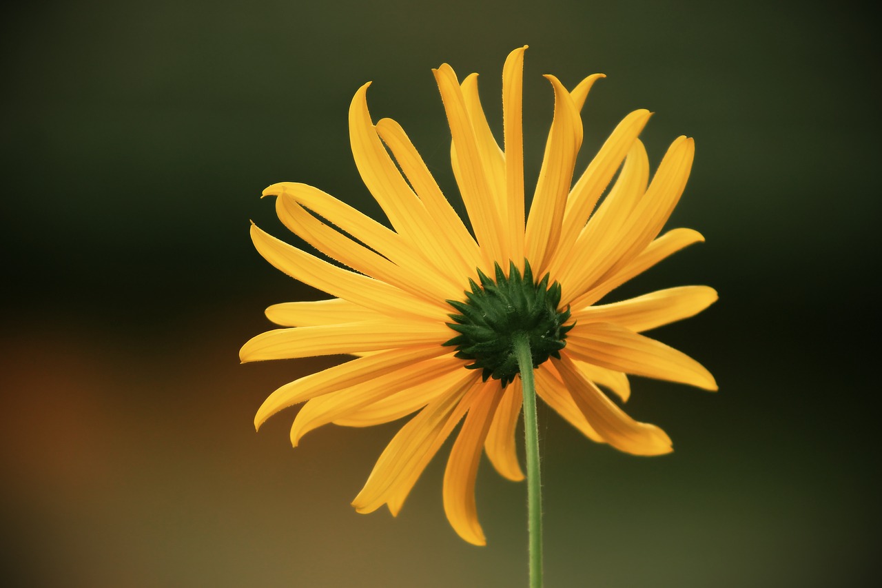 perennials-sun flower  sunflower  backwards free photo