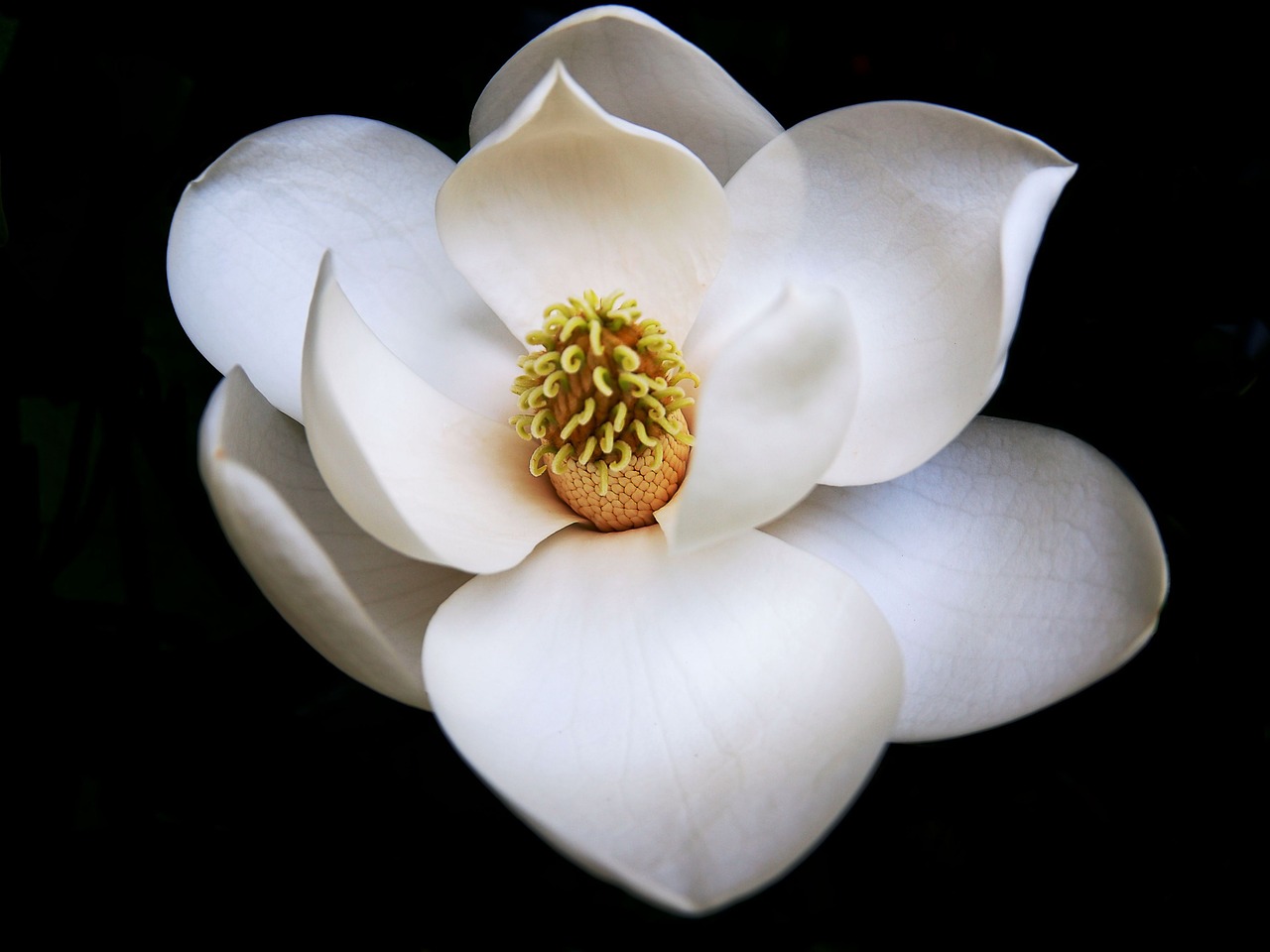 perfect magnolia flower free photo